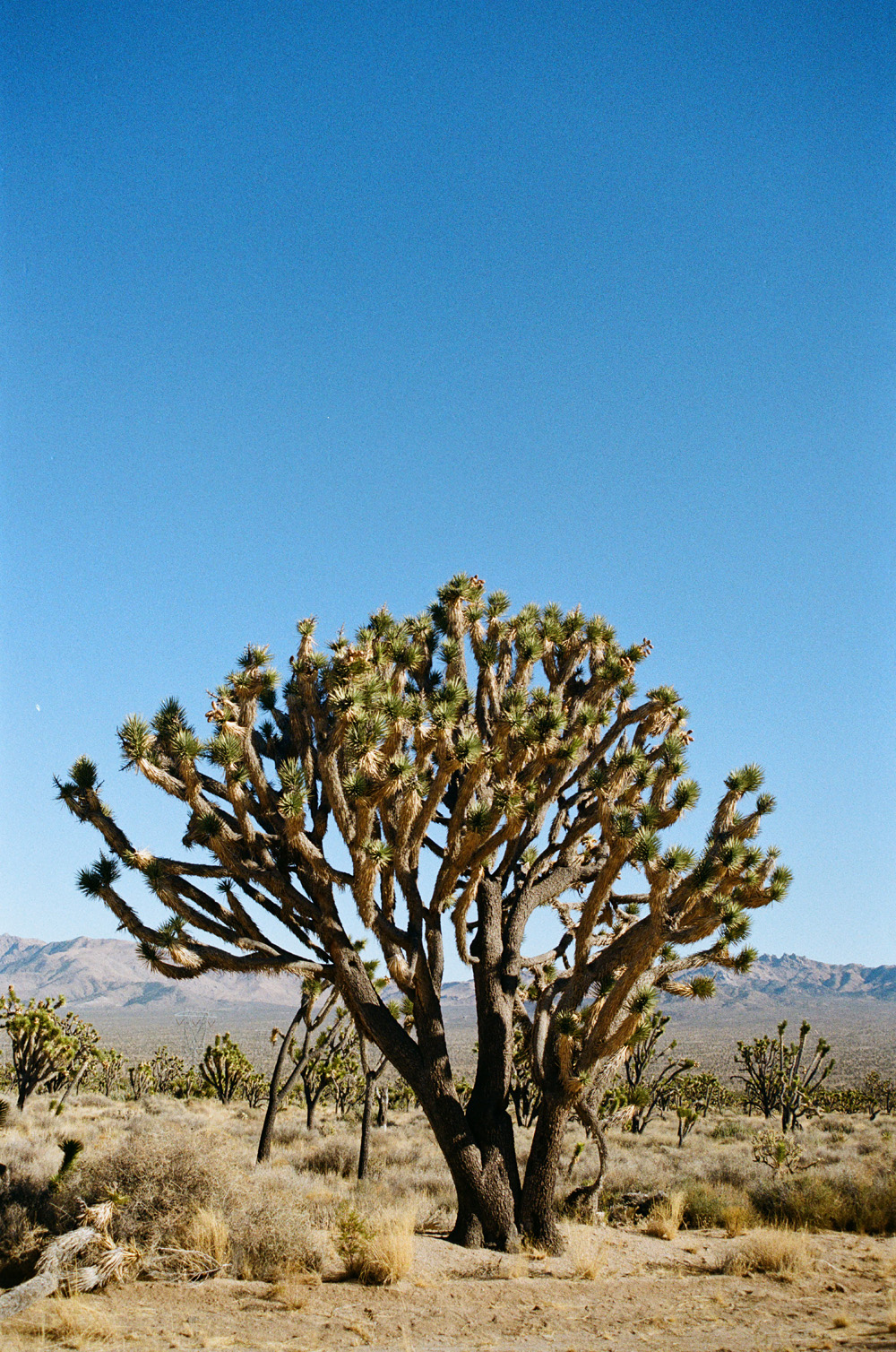 Shooting in Majove National Preserve. Wearing: Céline white sunglasses, Black blazer, cycling pants, Bottega Veneta small Basket bag