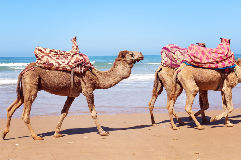 O'Neill S/S 2015 Shooting Marokko