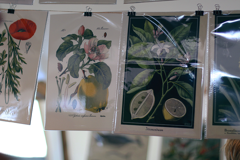 At the flower market: Floral & botanic art prints from Discover Prints.