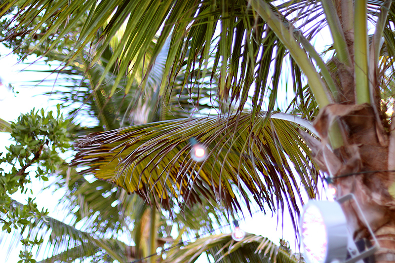 New Video: Miami - Follow Us Around